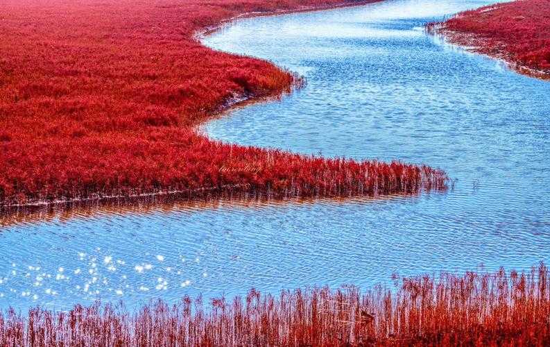 辽宁盘锦红海滩景区高清图片_辽宁盘锦红海滩风景区图片